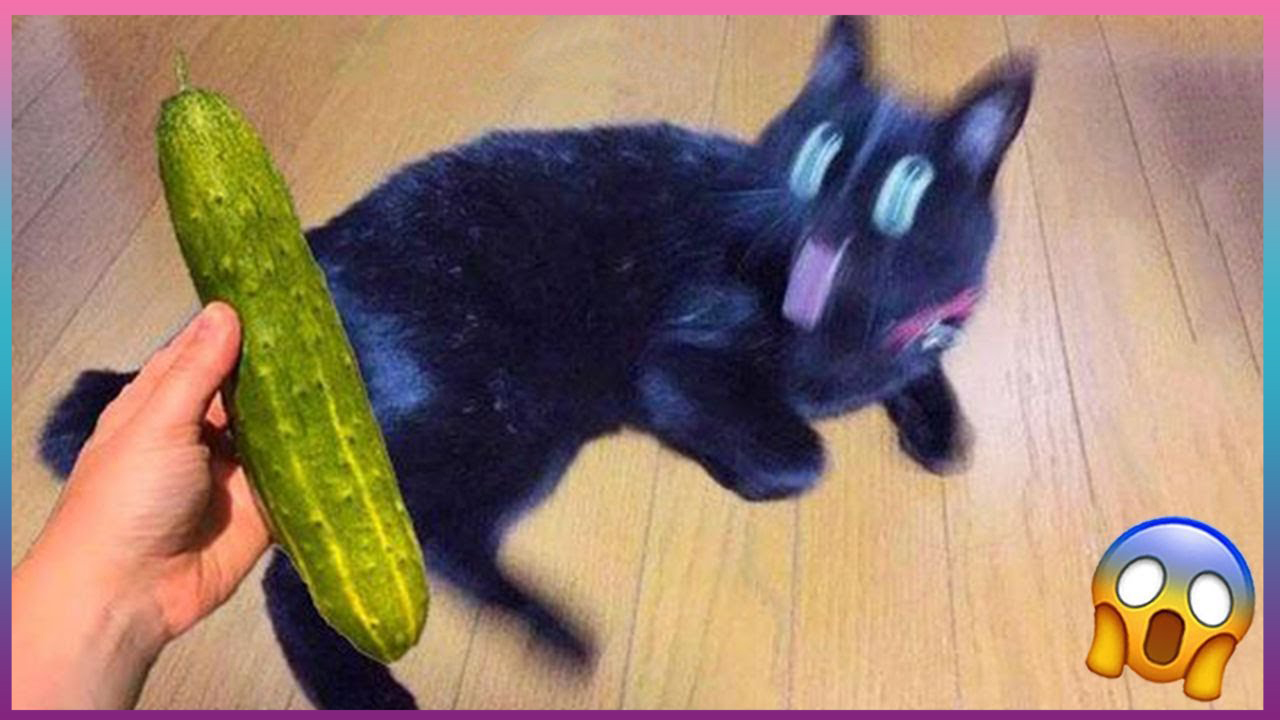 ПОПРОБУЙ НЕ ЗАСМЕЯТЬСЯ! / ПРИКОЛЫ С ЖИВОТНЫМИ ДО СЛЕЗ! / Самые Cмешные Животные #4 смотреть онлайн