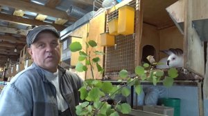 Подкормка кроликов зелёным веточным кормом