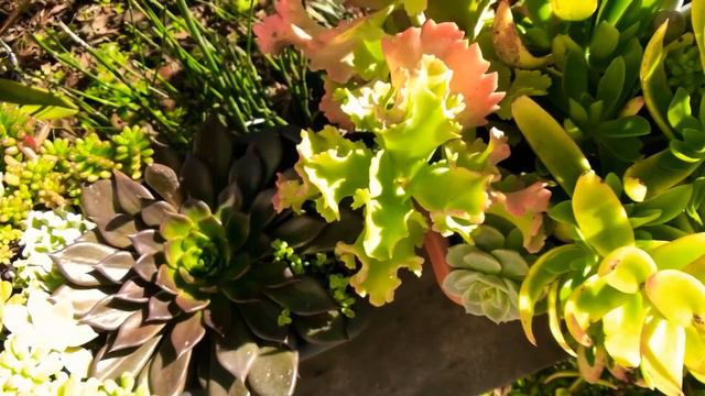 40 SUCULENTAS de SOL de fácil cultivo e resistentes ao FRIO смотреть онлайн