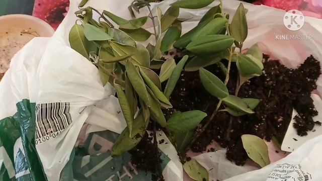 Растения, которым чего - то не хватает смотреть онлайн