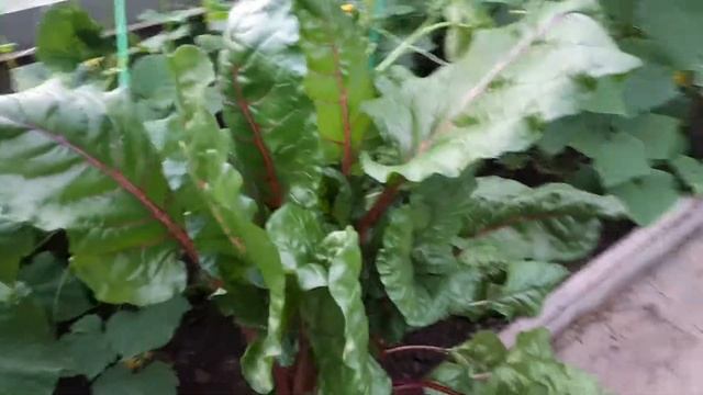 Мангольд. Хорошо в деревне летом. Соседский огород. смотреть онлайн