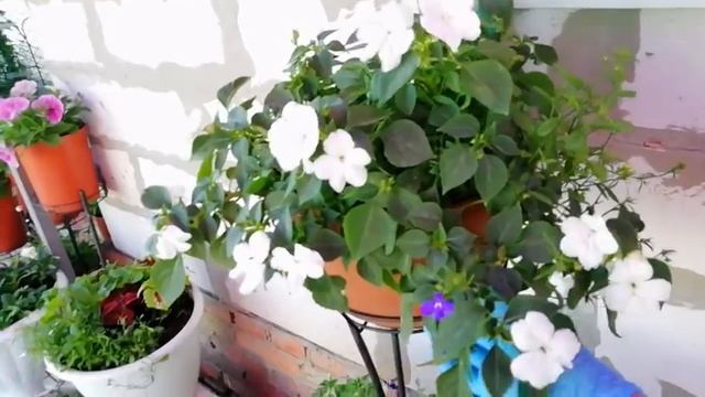ОБЗОР ВСЕХ ГОРШЕЧНЫХ ПЕТУНИЙ И ДРУГИХ РАСТЕНИЙ. ПЕРВЫЕ ЦВЕТЕНИЯ. смотреть онлайн
