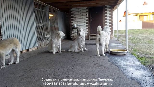 Среднеазиатские овчарки питомника Тимерташ ведётся запись на щенков 2021 год сайт www.timertash.ru смотреть онлайн