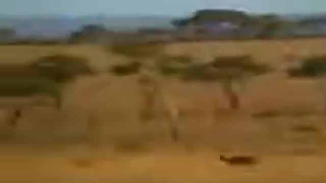 кто бегает быстрей гепарда смотреть онлайн