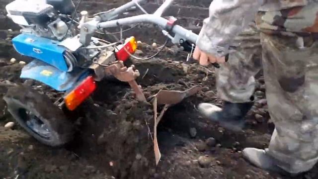 Посадка картофеля под окучник. смотреть онлайн