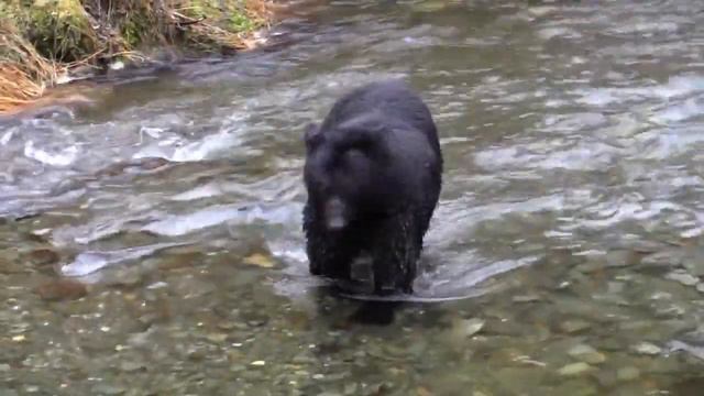 черный медведь на охоту рыбалке смотреть онлайн