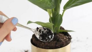 Шикарное удобрение! Это спасет ваши растения: кофейная гуща-сногшибательная находка. Лучший лайфхак