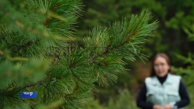 Что нельзя делать при сборе кедровых шишек? смотреть онлайн