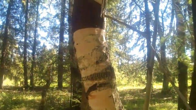 Вы видели как обнимаются деревья? смотреть онлайн