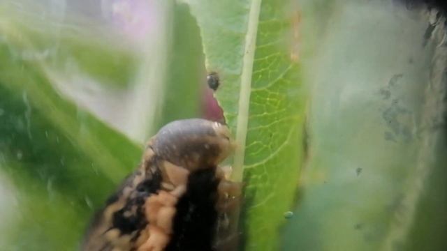 Гусеница ест лист (HD, макро) №2 смотреть онлайн