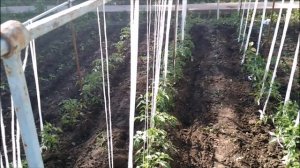 КАК ПОДВЯЗАТЬ ПОМИДОРЫ РЯДАМИ.НАДЁЖНО..ЛЕГКО..ВОЗДУШНО