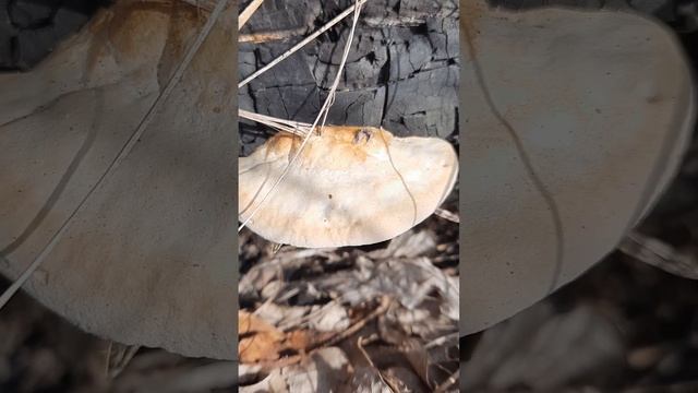 гриб трутовик смотреть онлайн