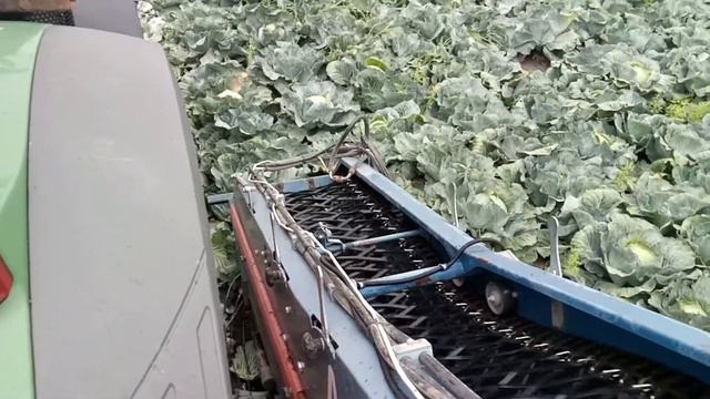 Cabbage Harvest 2017 Extreme Conditions смотреть онлайн