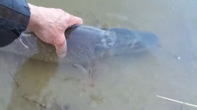 Рыбалка в апреле, на р Илек г Актобе 2018г смотреть онлайн