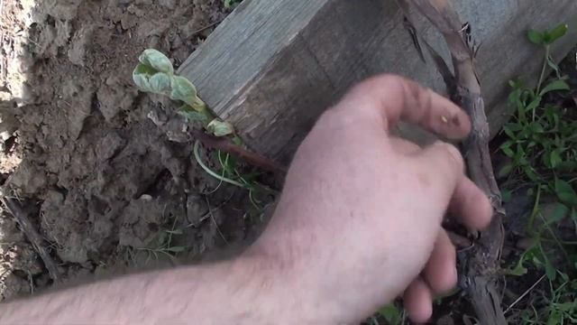 поднимаем виноград на шпалеру и выламываем лишнее смотреть онлайн