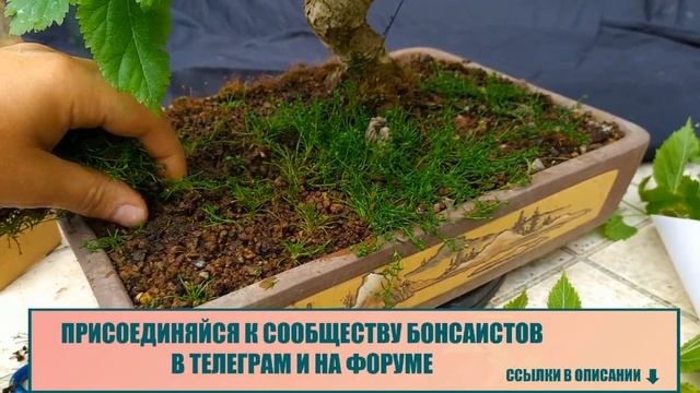Плоды на бонсай из шелковицы и её мощный рост! смотреть онлайн