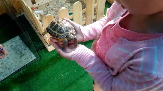 Контактный зоопарк смотреть онлайн