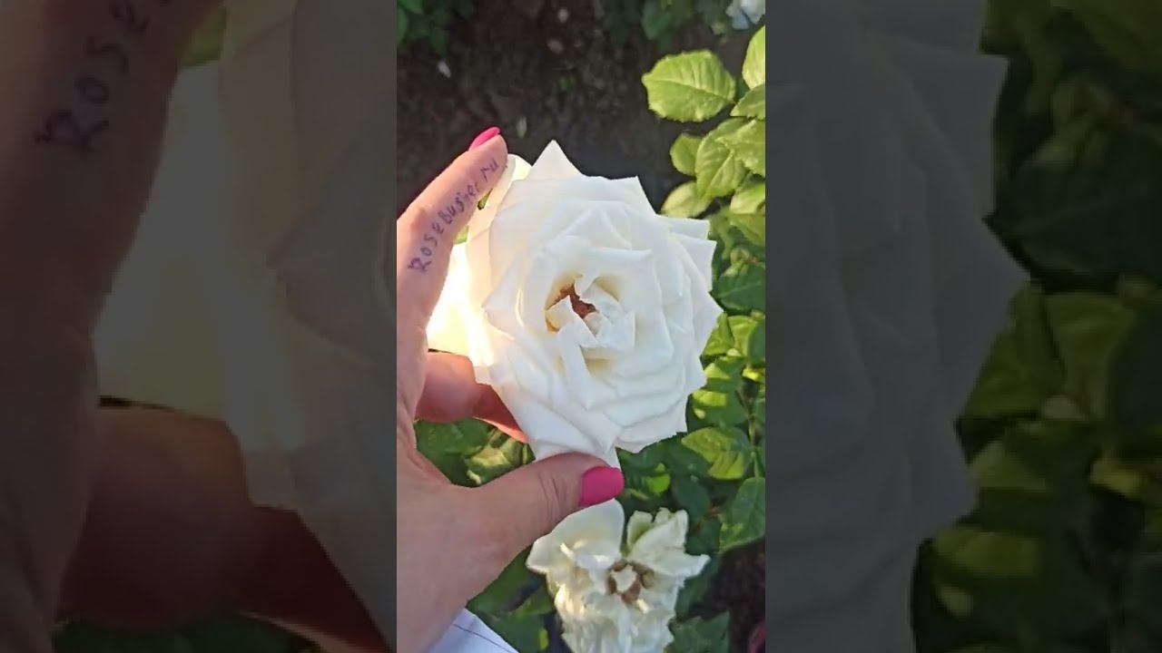 Обзор питомника rosebushes.ru смотреть онлайн