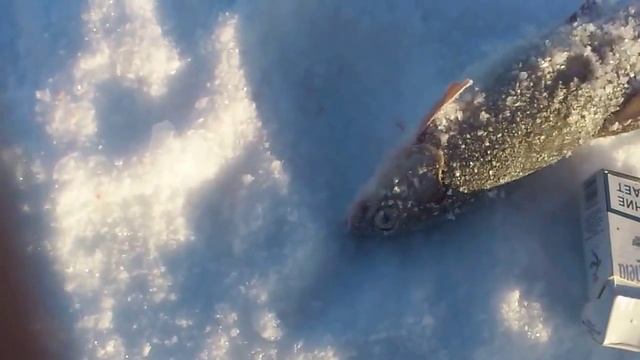 Рыбалка на горных речках и озерах Бурятии. смотреть онлайн