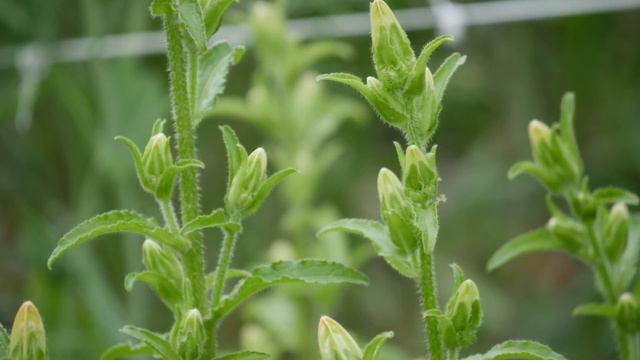 How to Grow Canterbury Bells from Seed - Cut Flower Gardening for Beginners Series смотреть онлайн
