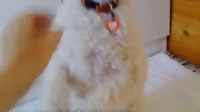 Wire Fox Terrier doing tricks смотреть онлайн
