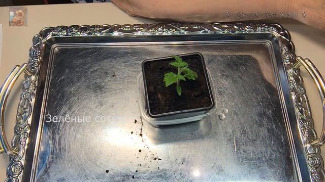 Наступило время пикировки балконных томатов. смотреть онлайн