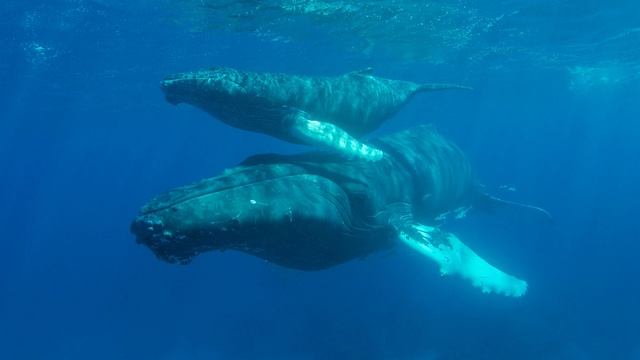 Whale Song Underwater: 60 Minutes Of Relaxation, Meditation, And Sleep | Serene Ocean Sounds