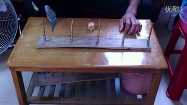 Как научить волнистого попугая разным трюкам. Дрессировка Волнистых попугаев. смотреть онлайн