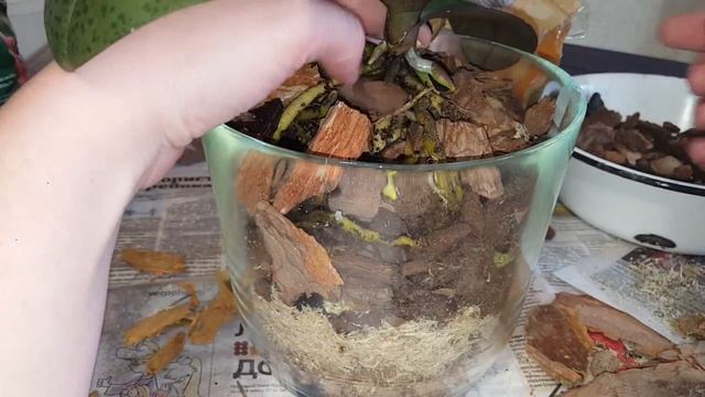 Пересадка мультифлоры в закрытую систему смотреть онлайн