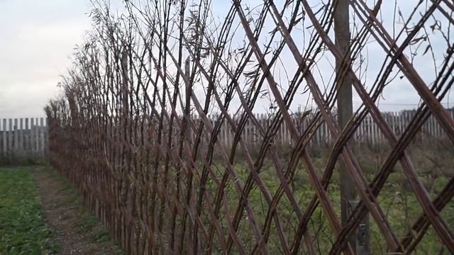 Русская ива. Видео-обзор осенней живой изгороди из ивы.