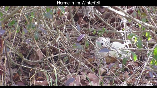 Hermelin im Winterfell - Ermine winter fur - Mustela erminea (1080p HD) смотреть онлайн