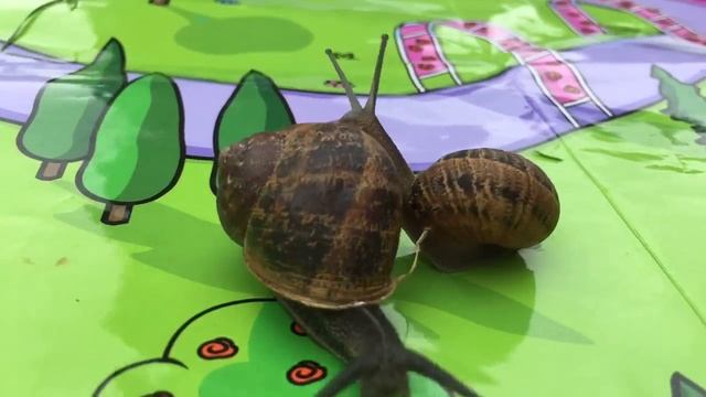Escargot racing смотреть онлайн