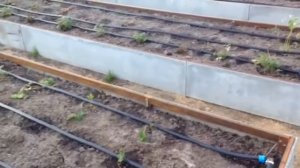 Как сделать капельный полив | Капельный полив I высокие грядки