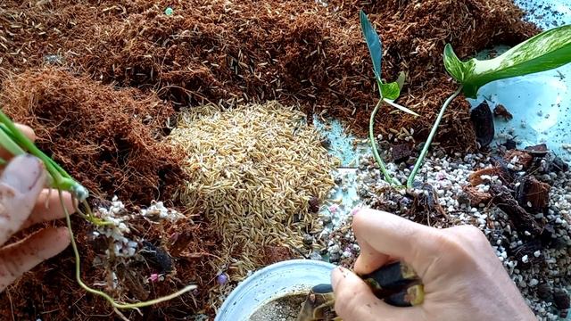 Trồng trầu bà cánh én var (Philodendron Florida Beauty): nhân giống ngay khi mua về? смотреть онлайн