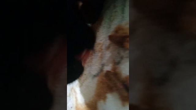 Кот Костя хрустит сухариками 2 часть! смотреть онлайн