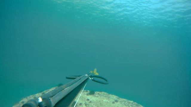 Подводная охота в японском море, желтый окунь смотреть онлайн