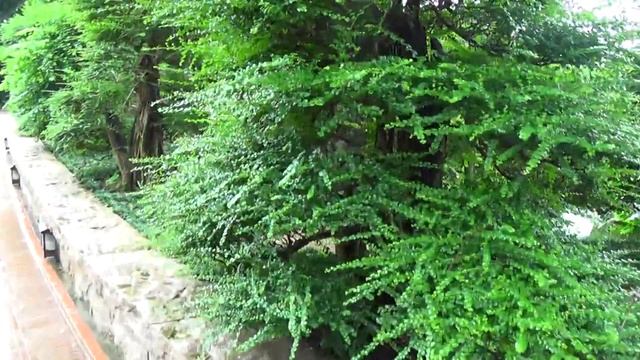 Nan Lian Gardens смотреть онлайн