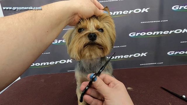 Grooming yorkie face hair - It's easy смотреть онлайн
