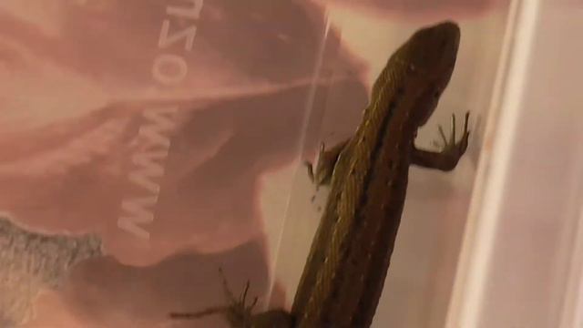 АРИША ИГРАЕТ С ЯЩЕРИЦЕЙ И ГУСЕНИЦЕЙ)) ВИДЕО ДЛЯ ДЕТЕЙ. ВИДЕО О ЖИВОТНЫХ.