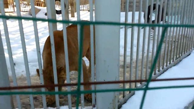 Львица и снег. смотреть онлайн