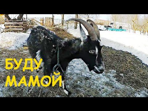 Как ПРАВИЛЬНО подготовить КОЗУ к РОДАМ? // Ошибки содержания коз // Скоро пополнение! смотреть онлайн