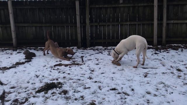 Outside Play with Dogo Argentino Male смотреть онлайн