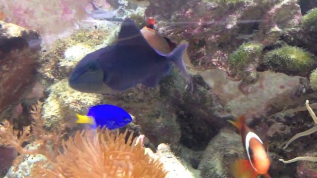 Are Triggerfish reef safe? смотреть онлайн