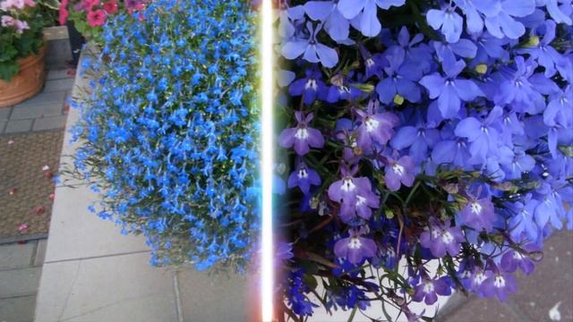 Капская лобелия эффектно смотрится в компании герани или настурции смотреть онлайн