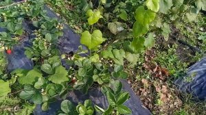 Виноград сорта Чарли и Любава,первые сигналки