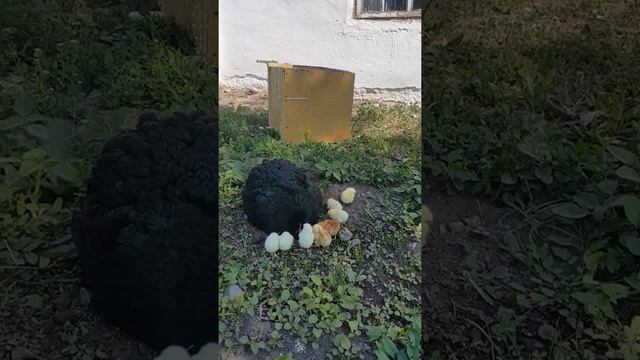 вывод цыплят клушкой породы хай лайн браун смотреть онлайн