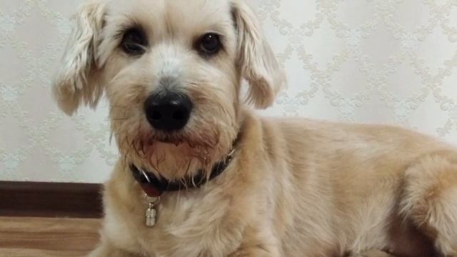 1 января на пустынной улице замерзал щенок. Когда силы почти покинули малыша.Но кто-то его потрогал смотреть онлайн