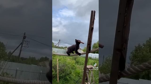 кот-эквилибрист