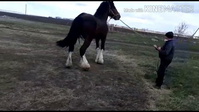 #Помесь Шайра и Владимирского тяжеловоза #Буцыфал 4 года смотреть онлайн