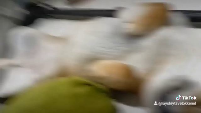 Любимые позы. Шади отдыхает